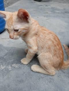 Baby Kittens Agr 2 Month.
