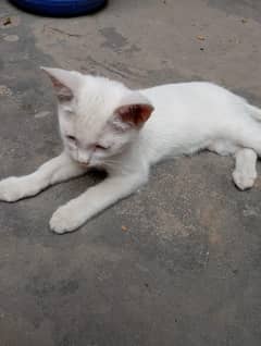 Baby Kittens Agr 2 Month.