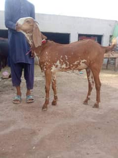 desi Bakra for sale 03704685463