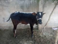 Qurbani