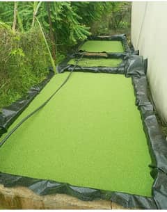 azolla culture