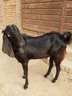 full ready Bakra he qurbani Wala 03174808171