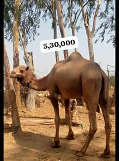Camel for sale Contact fast for buy 03125173572