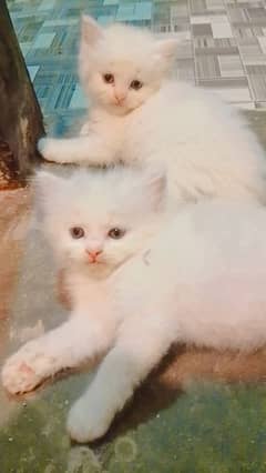 bilue eyes kitten available hen is number pay rabta kre03044658109