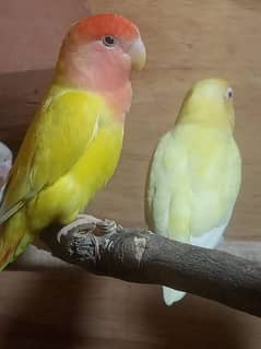 Lovebirds mix mutation