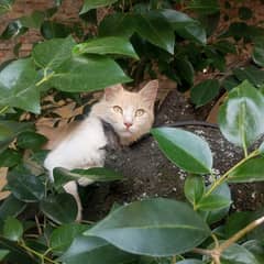 Persian cat age 5 months name meeenu