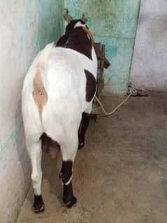 Assalamu Alaikum Bakra for sale Qurbani ke liye