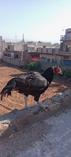mushki maadi