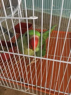 Parrot