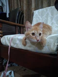 cat for adoption