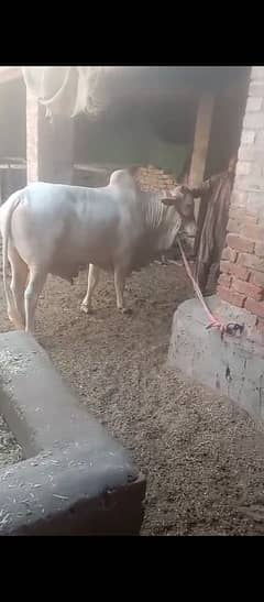 Cholistani Nukra