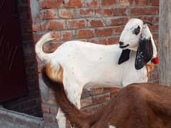 Qurbani Ka liya Ghar Ka Bakra (85000)