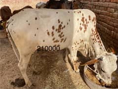 Qurbani k janver sale k lia available hn