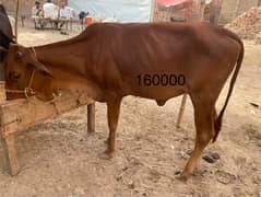 Qurbani k janver sale k lia available hn
