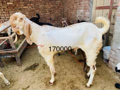 Qurbani