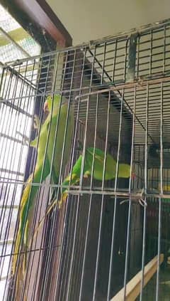 ringnack breeder pair for sell nail tail flay everything is ok