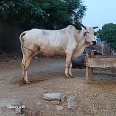 Dasi bull h ph. No. 03039002775