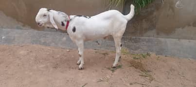Bakra for sale  Khasi blade ka