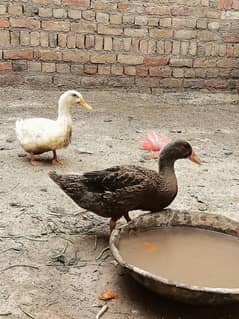 Healthy Domestic Duck's pair for Sale