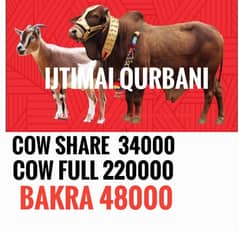 Qurbani hissa | ijtamai qurbani | اجتماعی قربانی 2025 | Bull Goat