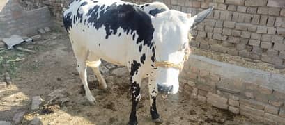 cow for qurbani