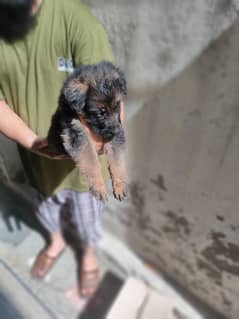 one black 2 black and tan