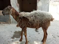 dumba
