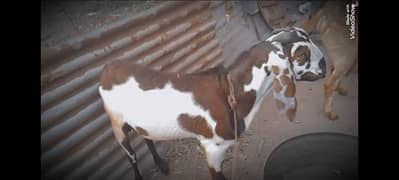 beetal bakra for sale age 8 month