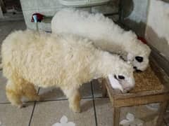 kajla | chatra | Sheep | Qurbani bakra | Goat | 2 dant chatra