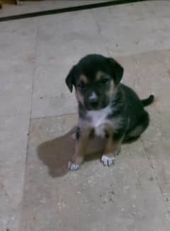 Puppy for Dog Lover --- No Price