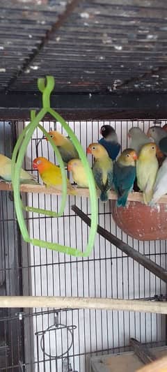 10. lovebird pair