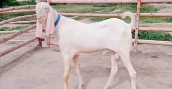 gulabi bakra for sale call 03228068024