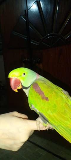 kashmiri Pahari Parrot Male and desi parrot female  for sale
