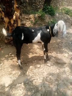 Bakra