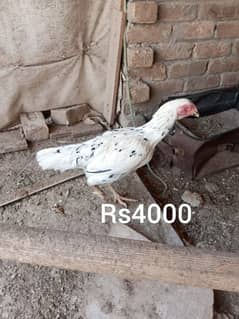Aseel pair for sale