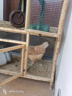 Hen for sale in B 17 Faisal hills Taxila Wah Cantt
