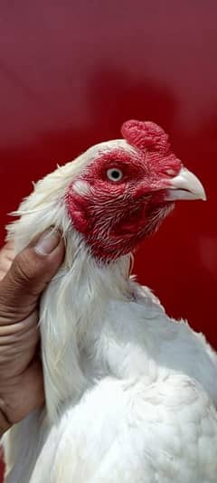 Heera
