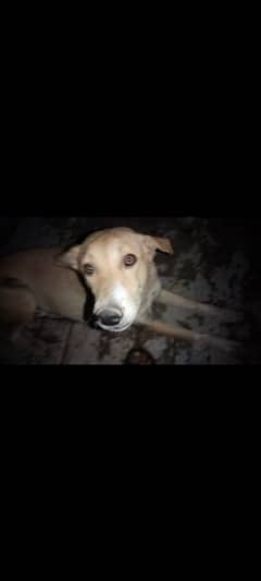 nice dog