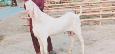 Bakra For SAlE CALL"' 03405184073 Whatsapp number