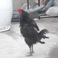 Murga