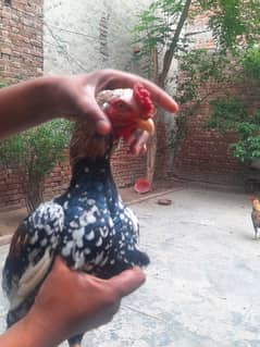 miawali