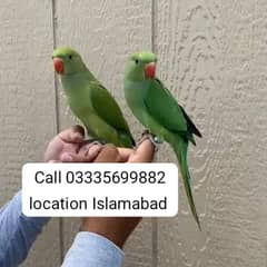 Single 7500 Hand Tamed Friendly Green Ring Neck Parrots Male/Female