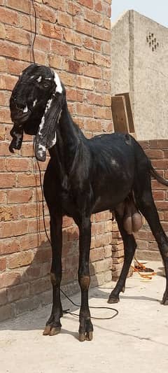 Pure Beetal Bakra For Sale.