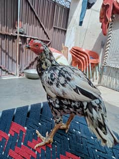 Aseel bird for sale