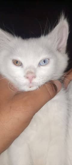 bhej