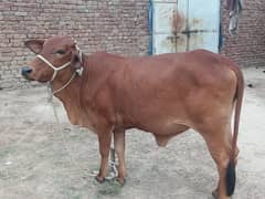 Cow fore sale