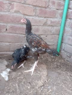 mianwali aseel chiks 2 month