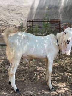 qurbani