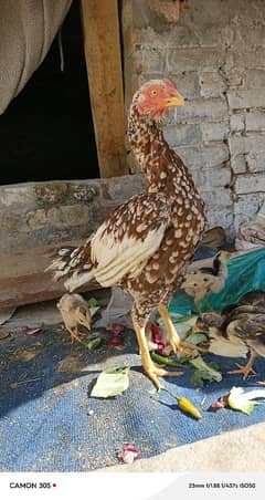 Aseel