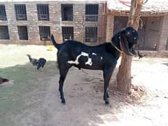 contact number  03110522549 bakry ki demand 150000 3no 350000